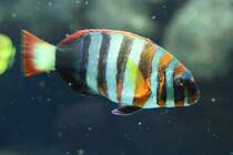 Harlekin Lippfisch (Choerodon fasciatus) am 19.3.2010 im Zooaquarium Basel.