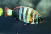 Harlekin Lippfisch (Choerodon fasciatus) am 19.3.2010 im Zooaquarium Basel.