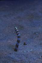 Zwei Prachtrhrenaale (Gorgasia preclara) am 19.3.2010 im Zooaquarium Basel.

