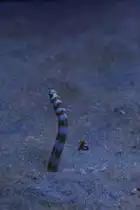 Zwei Prachtr�hrenaale (Gorgasia preclara) am 19.3.2010 im Zooaquarium Basel.

