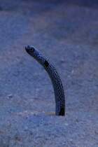 Ohrfleck-Rhrenaal (Heteroconger hassi) am 19.3.2010 im Zooaquarium Basel.