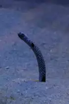 Ohrfleck-R�hrenaal (Heteroconger hassi) am 19.3.2010 im Zooaquarium Basel.