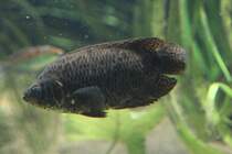 Leopard-Buschfisch (Ctenopoma acutirostre) am 19.3.2010 im Zooaquarium Basel.