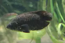 Leopard-Buschfisch (Ctenopoma acutirostre) am 19.3.2010 im Zooaquarium Basel.