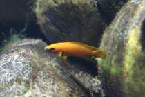 Tanganjikasee Gold-Cichlide (Neolamprologus leleupi) am 19.3.2010 im Zooaquarium Basel.