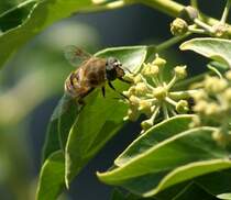 Es ist keine Biene, vermutlich eine Wolfsfliege die hier bei der Nahrungsaufnahme zu sehen ist.
(August 2009)