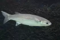 Dicklippige Meer�sche (Chelon labrosus) am 19.3.2010 im Zooaquarium Basel.