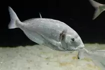 Goldbrasse (Sparus auratus) am 19.3.2010 im Zooaquarium Basel.