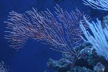 Rote Hornkoralle (Paramuricea clavata) am 19.3.2010 im Zooaquarium Basel.