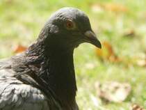 Taubenkopf im Profil. Chester, England, 2006