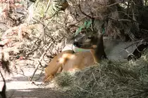 Europ�isches Reh (Capreolus capreolus) am 26.6.2010 im Zoo Leipzig.
