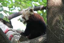 Kleiner Panda (Ailurus fulgens) am 26.6.2010 im Zoo Leipzig.

