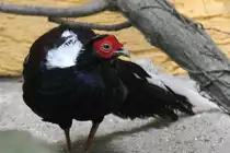 M�nnchen eines Swinhoefasanes (Lophura swinhoii) am 26.6.2010 im Zoo Leipzig.
