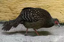 Weibchen eines Swinhoefasanes (Lophura swinhoii) am 26.6.2010 im Zoo Leipzig.
