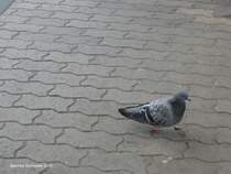 Diese Taube war auf der suche nach Nahrung. Das Foto habe ich am Saarbrcker-Hauptbahnhof am 24.08.2010 gemacht.