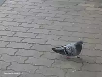 Diese Taube war auf der suche nach Nahrung. Das Foto habe ich am Saarbr�cker-Hauptbahnhof am 24.08.2010 gemacht.