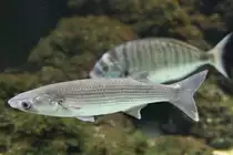 Dicklippige Meer�sche (Chelon labrosus) am 19.3.2010 im Zooaquarium Basel.