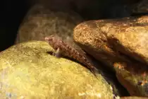 S��wasserschleimfisch oder auch Fluss-Schleimfisch (Salaria fluviatilis) am 19.3.2010 im Zooaquarium Basel.