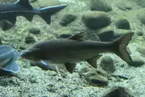 D�bel (Leuciscus cephalus) am 19.3.2010 im Zooaquarium Basel.