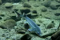 Sterlet (Acipenser ruthenus) am 19.3.2010 im Zooaquarium Basel.