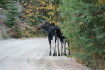 Zwei Moose oder auch genauer Ostkanadischer Elch genannt (Alces alces americanus) im Canadischen Algonquin Park am Morgen des 12.10.2009. Den Tieren konnte man sich bis auf 30 Metern zu Fu� n�hern.
