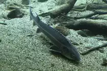Europ�ische St�r (Acipenser sturio) am 19.3.2010 im Zooaquarium Basel.