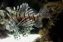 Antennen-Feuerfisch (Pterois antennata) am 19.3.2010 im Zooaquarium Basel.