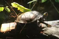 Terekay-Schienenschildkr�te (Podocnemis unifilis) am 19.3.2010 im Zoo Basel.