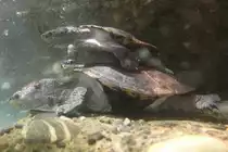 Breitbrust-Spitzkopfschildkr�te (Elseya latisternum) am 19.3.2010 im Zoo Basel.