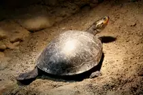 Rotbauch-Spitzkopfschildkr�te (Emydura subglobosa) am 19.3.2010 im Zoo Basel.