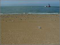 Hier haben wir unsere Ruhe. Eine ganze Mvenkolonie geniesst den wegen Bauarbeiten abgesperrten Strand in Hafennhe von Oostende. 11.08.2010 (Hans)