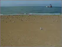 Hier haben wir unsere Ruhe. Eine ganze M�venkolonie geniesst den wegen Bauarbeiten abgesperrten Strand in Hafenn�he von Oostende. 11.08.2010 (Hans)