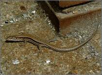 Diese Eidechse hat mich mit scharfem Blick beobachtet, als ich sie am 01.08.2010 fotografierte. (Hans)