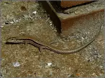 Diese Eidechse hat mich mit scharfem Blick beobachtet, als ich sie am 01.08.2010 fotografierte. (Hans)