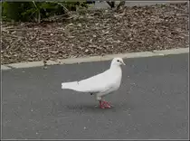 Weisse Taube auf dem B�rgersteig am 04.08.2010. (Hans)