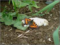 Dieser Kleiner Fuchs ruht sich am 12.08.2010 kurz aus, bevor er seinen Flug fortsetzt. (Hans)