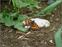 Dieser Kleiner Fuchs ruht sich am 12.08.2010 kurz aus, bevor er seinen Flug fortsetzt. (Hans)