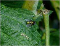 Fliege auf einem Himbeerstrauch im Garten. 13.08.2010 (Jeanny)