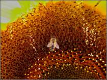 Biene bei der Nektarsuche auf einer Sonnenblume. 13.08.2010 (Jeanny)