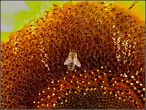 Biene bei der Nektarsuche auf einer Sonnenblume. 13.08.2010 (Jeanny)