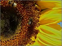 Zwei Hummeln voller Bltenstaub auf einer Sonnenblume. 13.08.2010 (Jeanny)