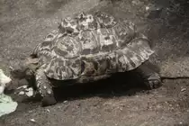 Pantherschildkr�te (Stigmochelys pardalis) am 19.3.2010 im Zoo Basel.