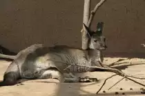 Westliches Graues Riesenk�nguru (Macropus fuliginosus) am 19.3.2010 im Zoo Basel.