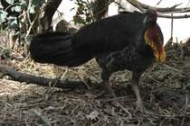 Australisches Buschhuhn (Alectura lathami) am 19.3.2010 im Zoo Basel.
