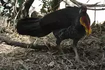 Australisches Buschhuhn (Alectura lathami) am 19.3.2010 im Zoo Basel.
