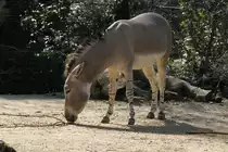 Somali-Wildesel (Equus africanus somalicus) am 19.3.2010 im Zoo Basel.