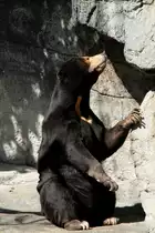 Malaienb�r oder auch Sonnenb�r (Helarctos malayanus) am 19.3.2010 im Zoo Basel.