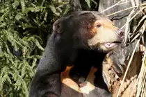 Kopf eines Malaienb�rs (Helarctos malayanus) am 19.3.2010 im Zoo Basel.