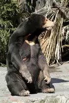 Malaienb�r (Helarctos malayanus) am 19.3.2010 im Zoo Basel.