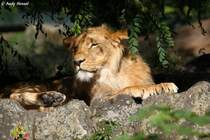 Ruhepause. Afrikanischer Lwe.